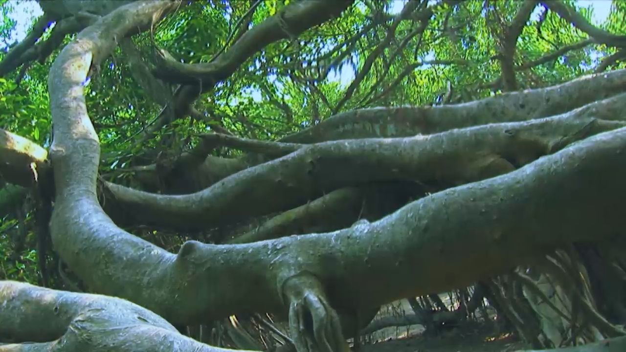 Nine-Headed Dragon Ficus